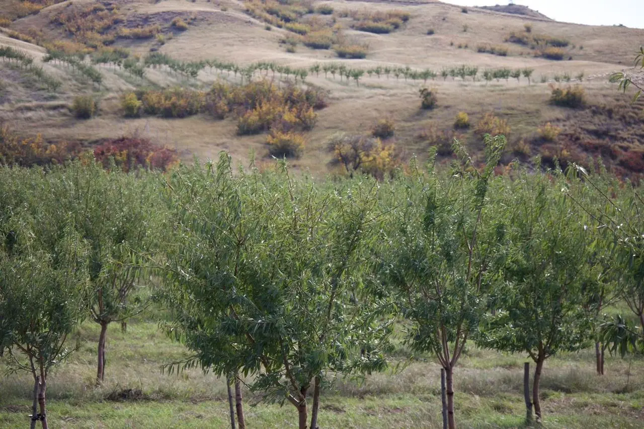 ნუშის ხეები ბაღში